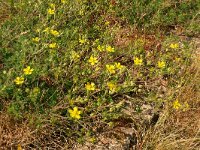 Potentilla argentea 12, Viltganzerik, Saxifraga-Hans Grotenhuis