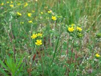 Potentilla argentea 13, Viltganzerik, Saxifraga-Ed Stikvoort