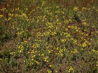 Potentilla argentea 14, Viltganzerik, Saxifraga-Ed Stikvoort