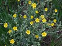 Potentilla argentea 15, Viltganzerik, Saxifraga-Ed Stikvoort
