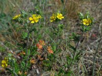 Potentilla argentea 16, Viltganzerik, Saxifraga-Ed Stikvoort