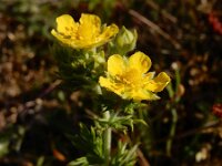 Potentilla argentea 18, Viltganzerik, Saxifraga-Ed Stikvoort