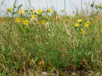 Potentilla argentea 19, Viltganzerik, Saxifraga-Ed Stikvoort