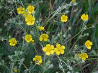 Potentilla argentea 20, Viltganzerik, Saxifraga-Ed Stikvoort