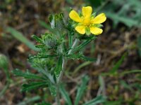Potentilla argentea 21, Viltganzerik, Saxifraga-Ed Stikvoort