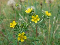 Potentilla argentea 22, Viltganzerik, Saxifraga-Ed Stikvoort