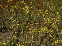 Potentilla argentea 23, Viltganzerik, Saxifraga-Ed Stikvoort