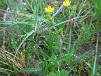 Potentilla argentea 24, Viltganzerik, Saxifraga-Ed Stikvoort