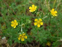 Potentilla argentea 25, Viltganzerik, Saxifraga-Ed Stikvoort