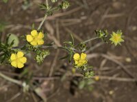 Potentilla argentea 26, Viltganzerik, Saxifraga-Willem van Kruijsbergen