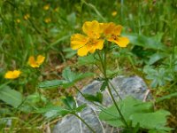 Potentilla aurea 25, Gulden ganzerik, Saxifraga-Ed Stikvoort