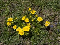 Potentilla aurea 1, Saxifraga-Willem van Kruijsbergen