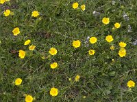 Potentilla aurea 12, Saxifraga-Willem van Kruijsbergen