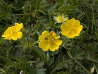 Potentilla aurea 13, Saxifraga-Willem van Kruijsbergen