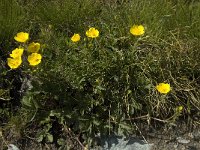 Potentilla aurea 14, Saxifraga-Willem van Kruijsbergen