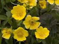 Potentilla aurea 15, Saxifraga-Willem van Kruijsbergen