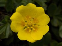 Potentilla aurea 16, Saxifraga-Willem van Kruijsbergen