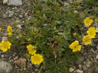 Potentilla aurea 18, Saxifraga-Willem van Kruijsbergen