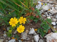 Potentilla aurea 19, Saxifraga-Ed Stikvoort