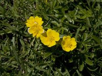 Potentilla aurea 2, Saxifraga-Willem van Kruijsbergen