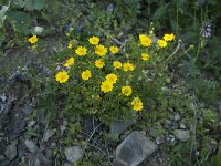 Potentilla aurea 21, Saxifraga-Annemiek Bouwman