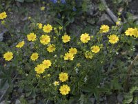 Potentilla aurea 22, Saxifraga-Willem van Kruijsbergen