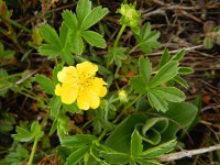 Potentilla aurea 23, Saxifraga-Rutger Barendse