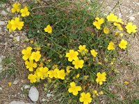 Potentilla aurea 6, Saxifraga-Willem van Kruijsbergen