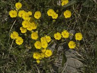 Potentilla aurea 7, Saxifraga-Jan van der Straaten