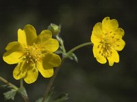 Potentilla aurea 8, Saxifraga-Jan van der Straaten