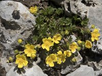 Potentilla crantzii 5, Saxifraga-Willem van Kruijsbergen