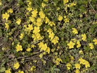 Potentilla neumanniana 18, Voorjaarsganzertik, Saxifraga-Willem van Kruijsbergen