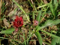 Potentilla palustris 1, Wateraardbei, Saxifraga-Willem van Kruijsbergen