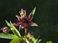 Potentilla palustris 11, Wateraardbei, Saxifraga-Jan van der Straaten