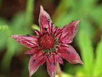 Potentilla palustris 12, Wateraardbei, Saxifraga-Hans Dekker