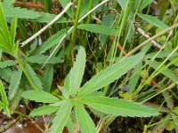 Potentilla palustris 13, Wateraardbei, Saxifraga-Rutger Barendse