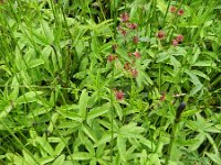 Potentilla palustris 14, Wateraardbei, Saxifraga-Rutger Barendse