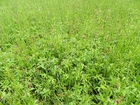 Potentilla palustris 15, Wateraardbei, Saxifraga-Rutger Barendse