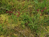 Potentilla palustris 22, Wateraardbei, Saxifraga-Hans Boll