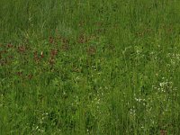 Potentilla palustris 25, Wateraardbei, Saxifraga-Hans Boll