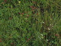 Potentilla palustris 26, Wateraardbei, Saxifraga-Hans Boll