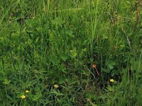 Potentilla palustris 28, Wateraardbei, Saxifraga-Hans Boll