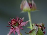 Potentilla palustris 3, Wateraardbei, Saxifraga-Jan Nijendijk