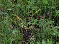 Potentilla palustris 36, Wateraardbei, Saxifraga-Hans Boll