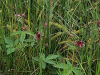 Potentilla palustris 38, Wateraardbei, Saxifraga-Hans Boll