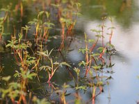 Potentilla palustris 4, Wateraardbei, Saxifraga-Rudmer Zwerver