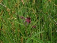 Potentilla palustris 49, Wateraardbei, Saxifraga-Hans Boll