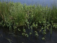 Potentilla palustris 56, Wateraardbei, Saxifraga-Hans Boll