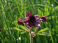 Potentilla palustris 8, Wateraardbei, Saxifraga-Jeroen Willemsen