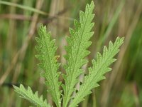 Potentilla recta 24, Rechte ganzerik, Saxifraga-Sonja Bouwman